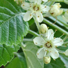 Fleurs des Causses et des Cévennes, Alisier blanc, fiche descriptive, photos