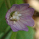 Fleurs des Causses et des Cévennes, Epilobe des montagnes, fiche descriptive, photos