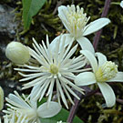 Fleurs des Causses et des Cévennes, Clématite vigne blanche, fiche descriptive, photos
