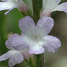 Fleurs des Causses et des Cévennes, Verveine officinale, fiche descriptive, photos