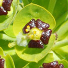 Fleurs des Causses et des Cévennes, Euphorbe characias, fiche descriptive, photos