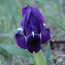 Fleurs des Causses et des Cévennes, Iris nain, fiche descriptive, photos