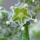 Fleurs des Causses et des Cévennes, Chénopode blanc, fiche descriptive, photos