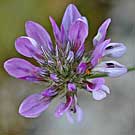Fleurs des Causses et des Cévennes, Psoralée à odeur de bitume, fiche descriptive, photos