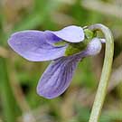 Fleurs des Causses et des Cévennes, Violette des marais, fiche descriptive, photos