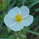 Fleurs des Causses et des Cévennes, Hélianthème blanc, fiche descriptive, photos