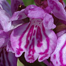 Fleurs des Causses et des Cévennes, Orchis de Fuchs, fiche descriptive, photos