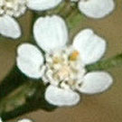 Fleurs des Causses et des Cévennes, Achillée millefeuille, fiche descriptive, photos