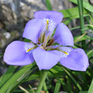 Fleurs des Causses et des Cévennes, Iris d' Alger - Iris de Provence, fiches descriptives, photos