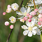 Fleurs des Causses et des Cévennes, Filipendule commune, fiche descriptive, photos