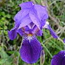 Fleurs des Causses et des Cévennes, Iris bleu d'Allemagne, fiche descriptive, photos