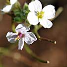 Fleurs des Causses et des Cévennes, Diplotaxis fausse roquette, fiche descriptive, photos
