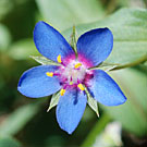 Fleurs des Causses et des Cévennes, Mouron bleu, fiche descriptive, photos
