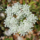 Fleurs des Causses et des Cévennes, Bunium noix-de-terre, fiche descriptive, photos