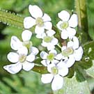 Fleurs des Causses et des Cévennes, Scandix peigne-de-Vénus, fiche descriptive, photos