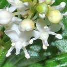 Fleurs des Causses et des Cévennes, Maïanthème à deux feuilles, fiche descriptive, photos