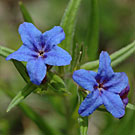 Fleurs des Causses et des Cévennes, Grémil bleu pourpre, fiche descriptive, photos