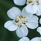Fleurs des Causses et des Cévennes, Achillée odorante, fiche descriptive, photos