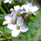 Fleurs des Causses et des Cévennes, Cardamine des prés, fiche descriptive, photos