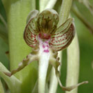Fleurs des Causses et des Cévennes, Orchis bouc, fiche descriptive, photos