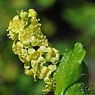 Fleurs des Causses et des Cévennes, Groseillier des Alpes, fiche descriptive, photos