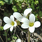Fleurs des Causses et des Cévennes, Saxifrage granulée , fiche descriptive, photos