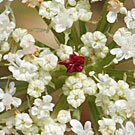 Fleurs des Causses et des Cévennes, Carotte sauvage, fiche descriptive, photos