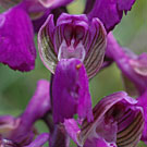 Fleurs des Causses et des Cévennes, Orchis bouffon, fiche descriptive, photos