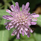 Fleurs des Causses et des Cévennes, Knautie des bois, fiche descriptive, photos