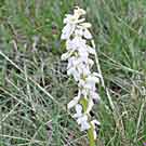 Fleurs des Causses et des Cévennes, Orchis mâle de forme hypochrome, photo