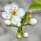 Fleurs des Causses et des Cévennes, Cerisier de Sainte-Lucie, fiche descriptive, photos
