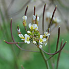 Fleurs des Causses et des Cévennes, Arabette de Thalius, fiche descriptive, photos