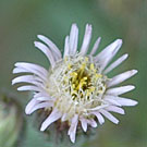 Fleurs des Causses et des Cévennes, Erigéron âcre, fiche descriptive, photos