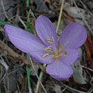 Fleurs des Causses et des Cévennes, Colchique d'automne, fiche descriptive, photos