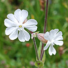 Fleurs des Causses et des Cévennes, Compagnon blanc, fiche descriptive, photos