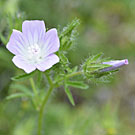 Fleurs des Causses et des Cévennes, Guimauve hérissée, fiche descriptive, photos