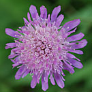 Fleurs des Causses et des Cévennes, Knautie des champs, fiche descriptive, photos