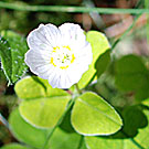 Fleurs des Causses et des Cévennes, Oxalide petite oseille , fiche descriptive, photos