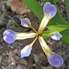 Fleurs des Causses et des Cévennes, Iris fétide, fiche descriptive, photos