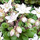 Fleurs des Causses et des Cévennes, Orpin hérissé, fiche descriptive, photos
