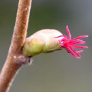 Fleurs des Causses et des Cévennes, Noisetier (fleur femelle), fiche descriptive, photos