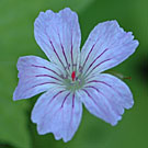 Fleurs des Causses et des Cévennes, Géranium noueux, fiche descriptive, photos