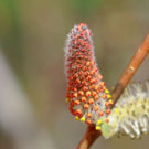 Fleurs des Causses et des Cévennes, Osier rouge (fleur mâle), fiche descriptive, photos