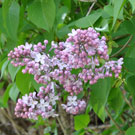 Fleurs des Causses et des Cévennes, Lilas commun, fiche descriptive, photos