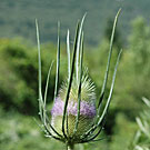 Fleurs des Causses et des Cévennes, Cardère sauvage, fiche descriptive, photos