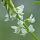 Fleurs des Causses et des Cévennes, Mélilot blanc, fiche descriptive, photos