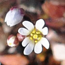 Fleurs des Causses et des Cévennes, Drave printanière, fiche descriptive, photos