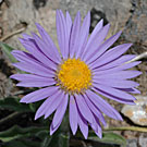 Fleurs des Causses et des Cévennes, Aster des Alpes, fiche descriptive, photos