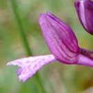 Fleurs des Causses et des Cévennes, Hybride Orchis papillon x Orchis morio, fiche descriptive, photos