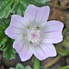 Fleurs des Causses et des Cévennes, Mauve à feuilles rondes, fiche descriptive, photos